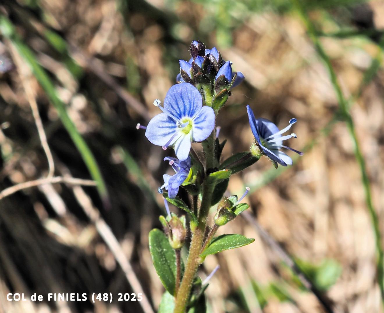 Speedwell, Bright blue